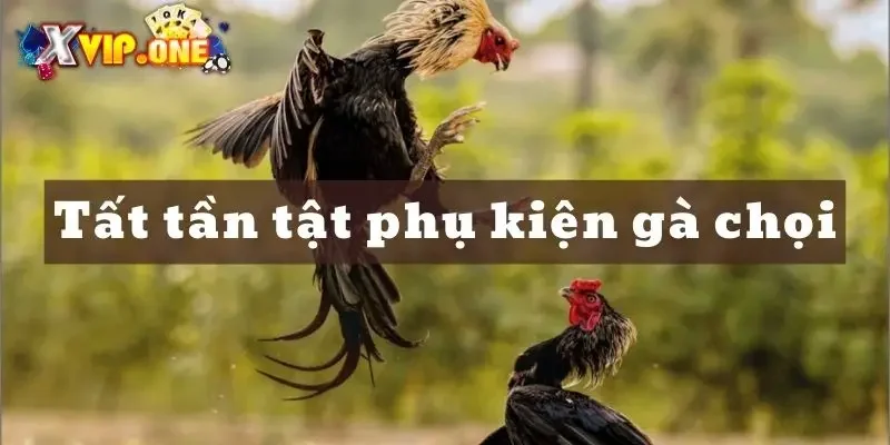 Vì sao lại quan trọng việc mua phụ kiện gà chọi