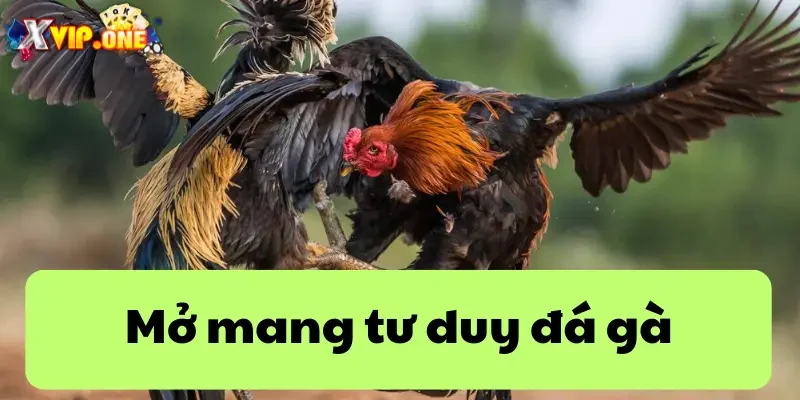 Mở mang hiểu biết tư duy về đá gà