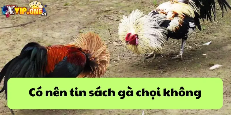 Có nên tin tưởng sách gà chọi không?